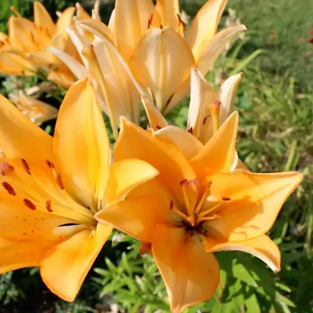 Elegante A Avec Piscine Privee Mur-de-Barrez